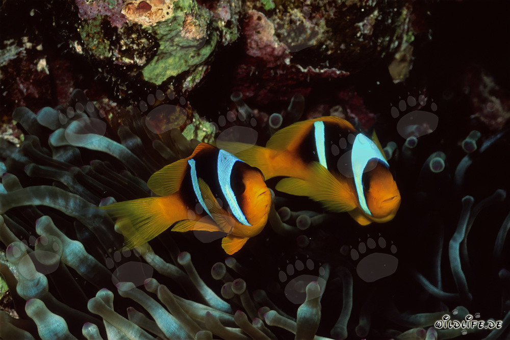 Fascinating Red Sea anemonefish and their anemone in Ras Mohammad National Park