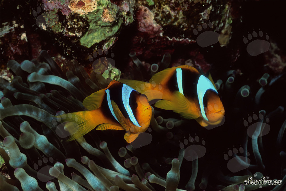 Rotmeer-Anemonenfisch