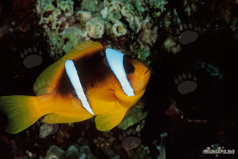 Affascinante pesce pagliaccio del Mar Rosso nell'incredibile mondo sottomarino