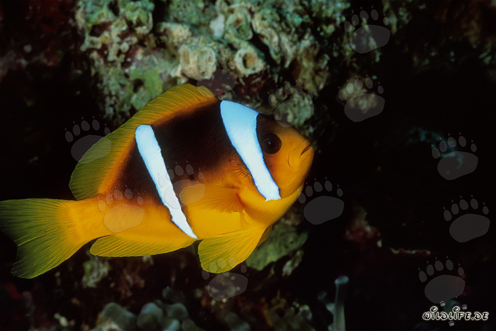 Poétique poisson-clown de la mer Rouge dans le monde sous-marin époustouflant
