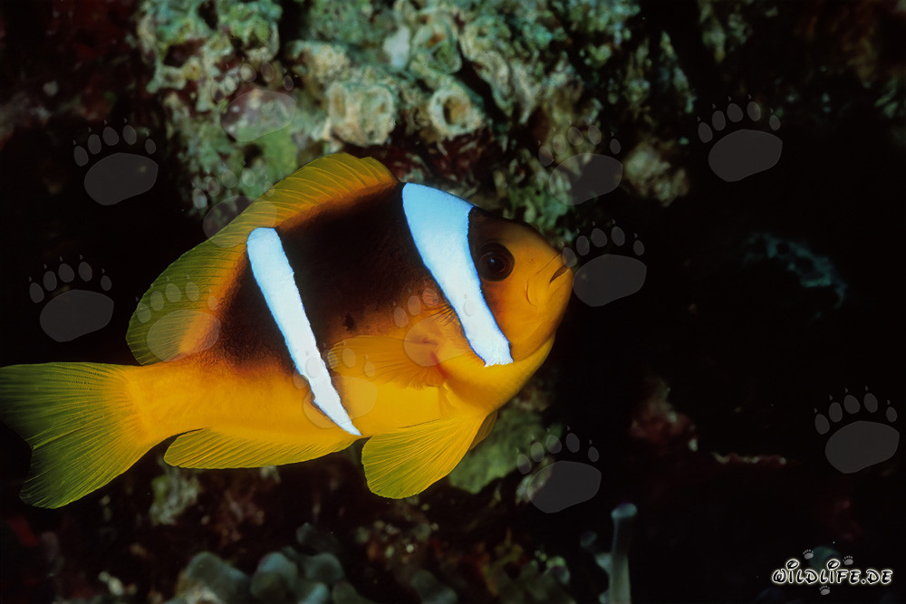 Rotmeer-Anemonenfisch