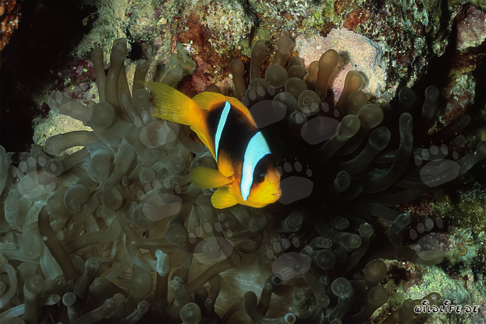 Pesce pagliaccio del Mar Rosso tra i tentacoli dell'anemone