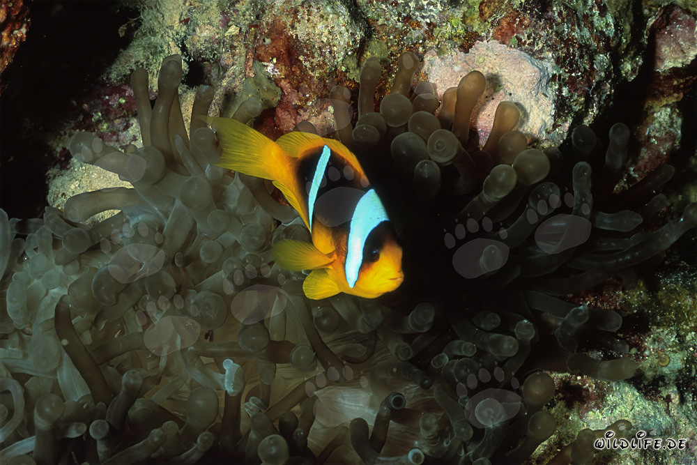Poisson-clown de la mer Rouge entre les tentacules d'anémone