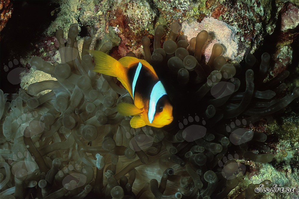 Rotmeer-Anemonenfisch