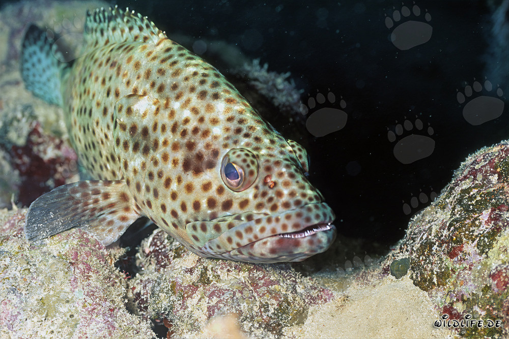 Cernia maculata braunfleck si apposta nella barriera corallina in cerca di prede