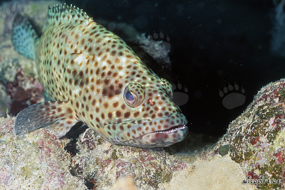 Greasy grouper lurking for prey in the reef