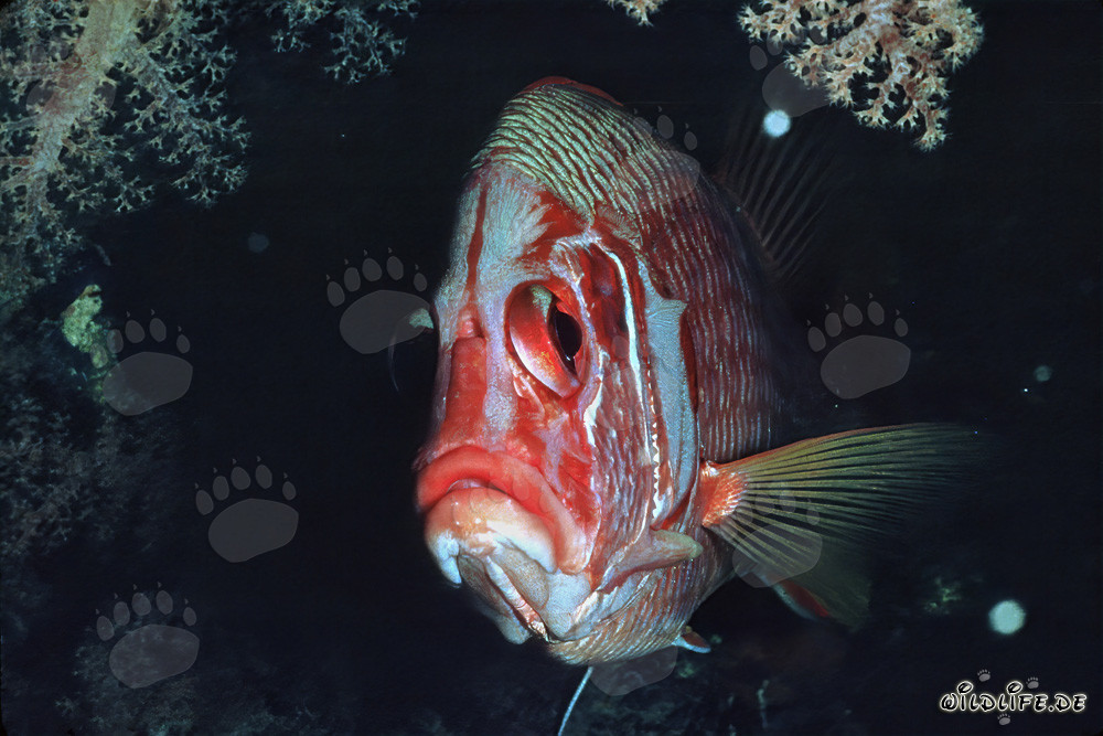 Giant squirrelfish exploring the underwater world off Ras Mohammad, Sinai