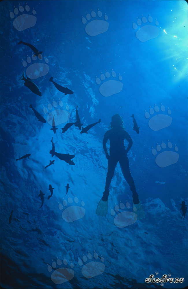 Fascinating Underwater World: Diver Admiring the Backlight