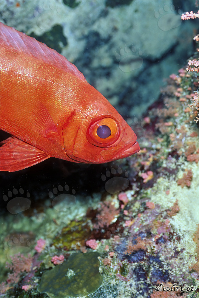 Cernia dagli occhi grandi comune - Affascinante abitante marino nel Mar Rosso