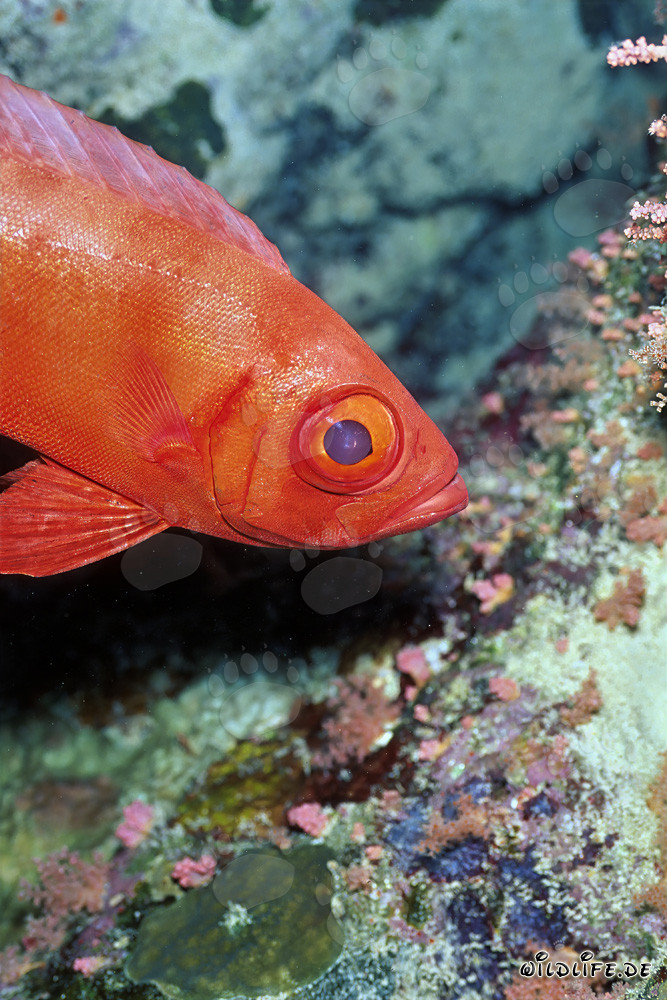 Common Bigeye - Fascinating Marine Creature in the Red Sea