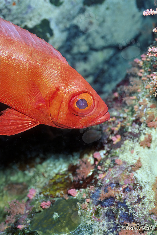 Gros yeux de la grouper commun - Fascinant habitant des mers de la mer Rouge