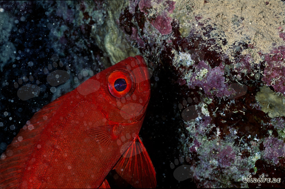 Barracuda occhi grandi (Priacanthus hamrur) nel mondo sottomarino del Mar Rosso