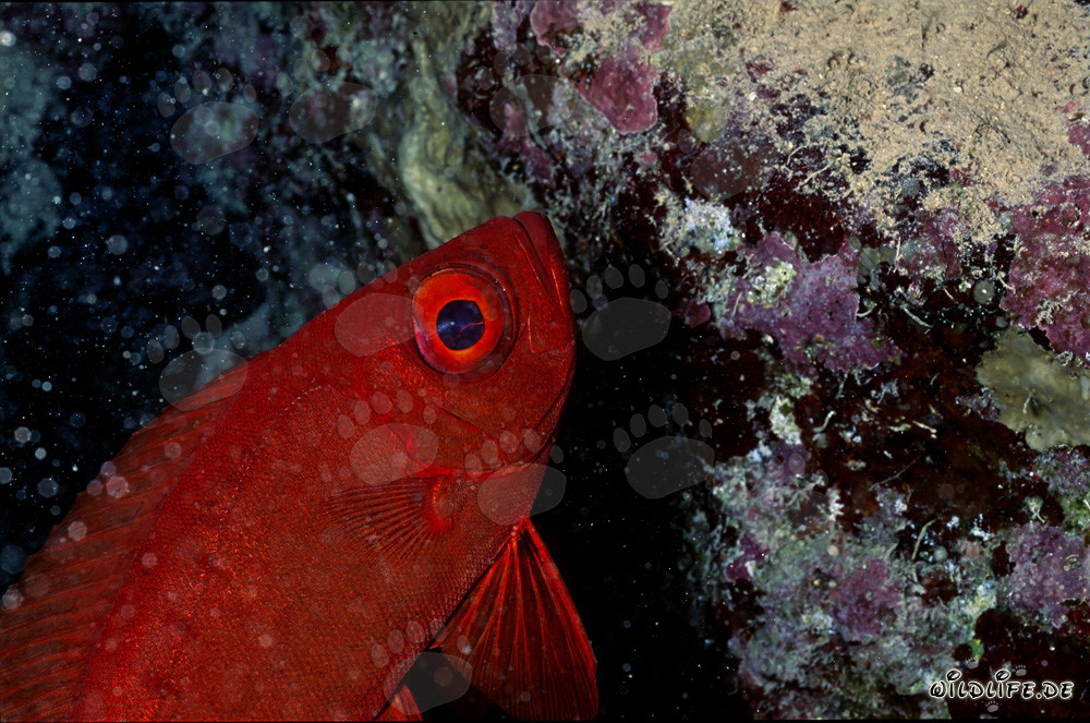 Common bigeye (Priacanthus hamrur) in the underwater world of the Red Sea