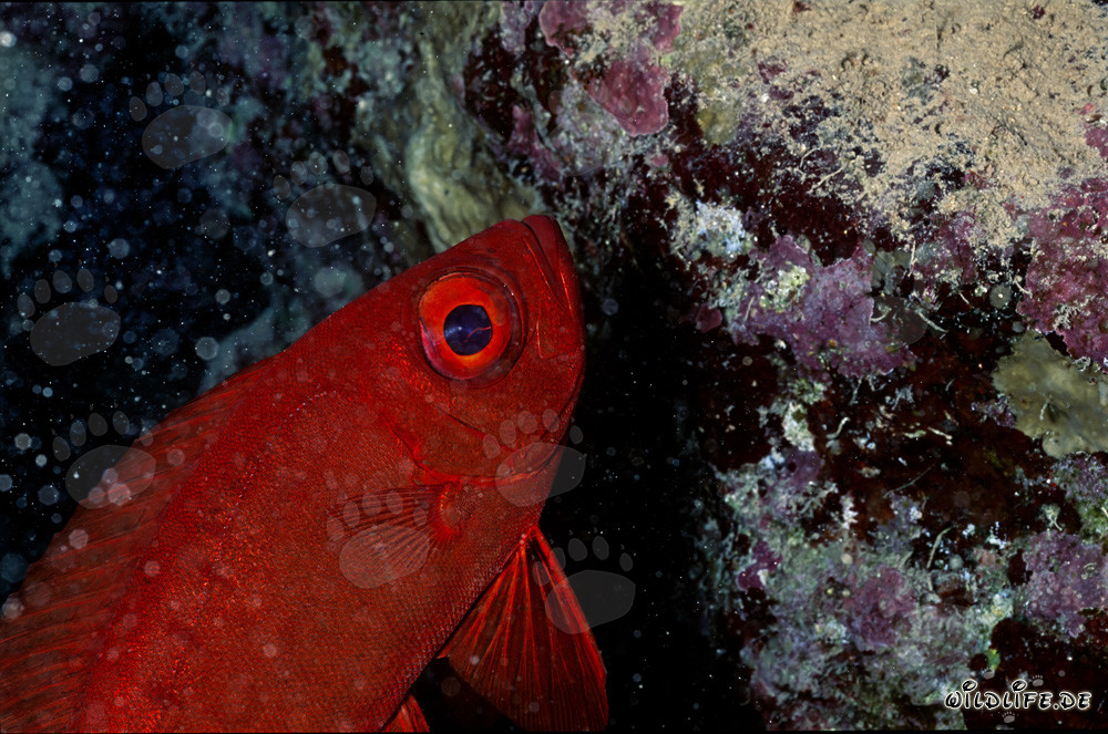 Pargo ojón común (Priacanthus hamrur) en el mundo submarino del Mar Rojo