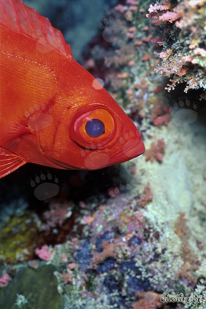Cernia dagli occhi grandi comune nel Mar Rosso di fronte a Ras Mohammad, Egitto
