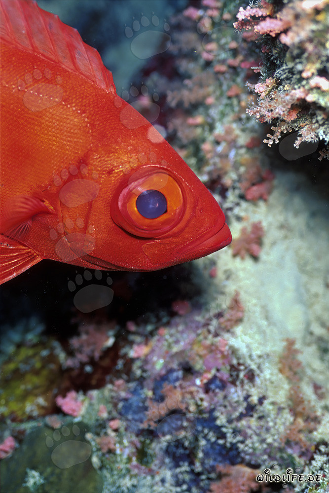 Common Bigeye in the Red Sea off Ras Mohammad, Egypt