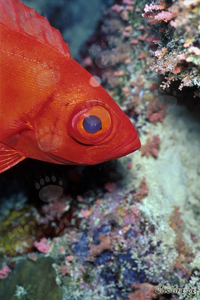 Mérou à gros yeux commun dans la mer Rouge devant Ras Mohammad, Égypte