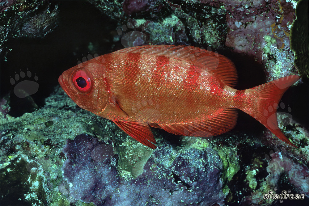 Mero de ojos grandes común en el Mar Rojo