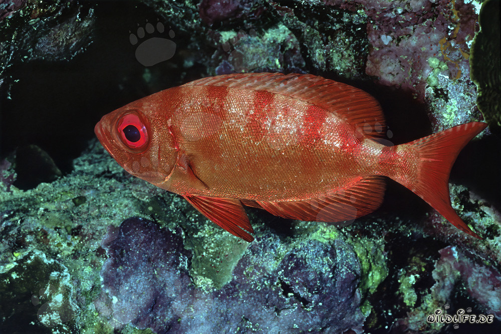 Mérou à gros yeux commun en mer Rouge
