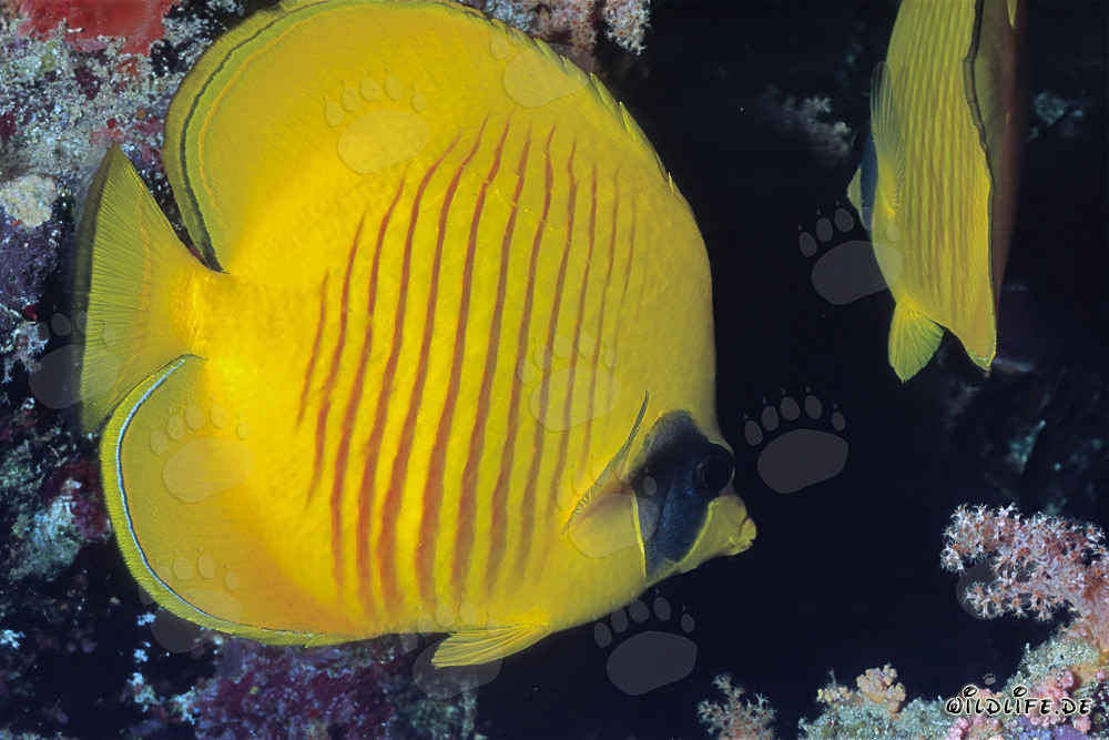 Fascinating masked butterflyfish in the Red Sea
