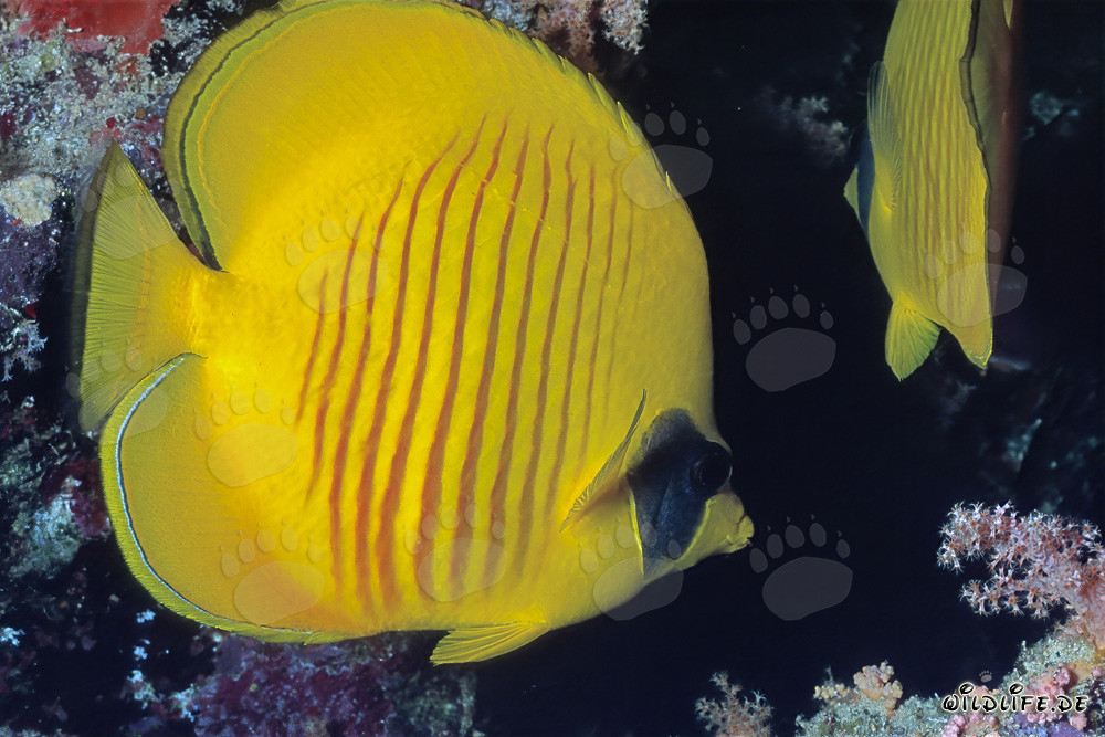 Falterfisch