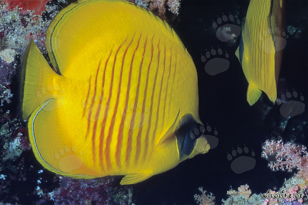 Affascinante pesce farfalla maschera nel Mar Rosso