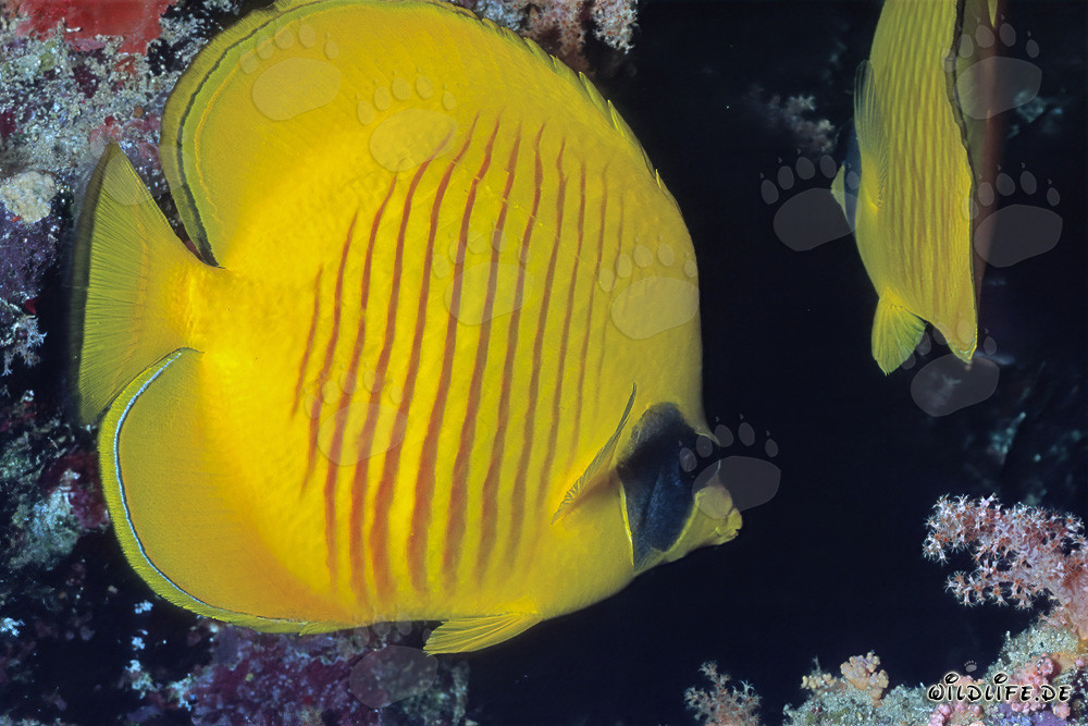 Poisson-papillon masque fascinant dans la mer Rouge