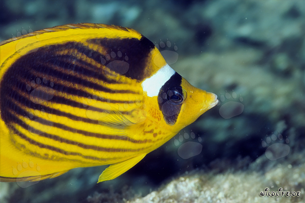 Pesce farfalla al tabacco nuotante nel Mar Rosso