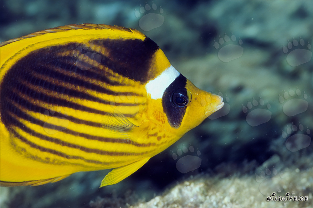 Poisson-papillon à tabac nageant dans la mer Rouge