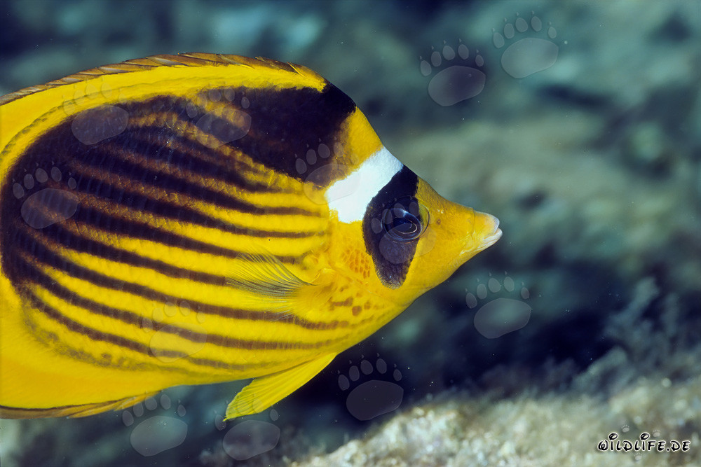 Raccon butterflyfish swimming in the Red Sea