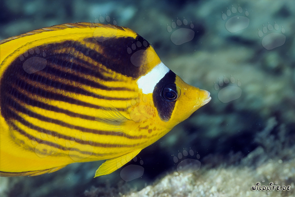 Falterfisch