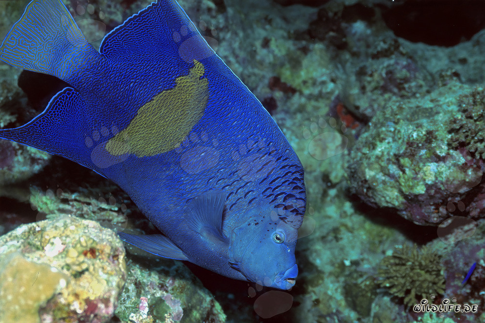 Maestoso Pesce Imperatore Arabo nelle acque cristalline di Ras Mohammad
