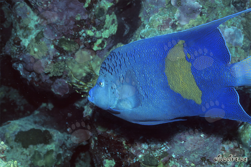 Majestic Arabian Angelfish at Coral Reef