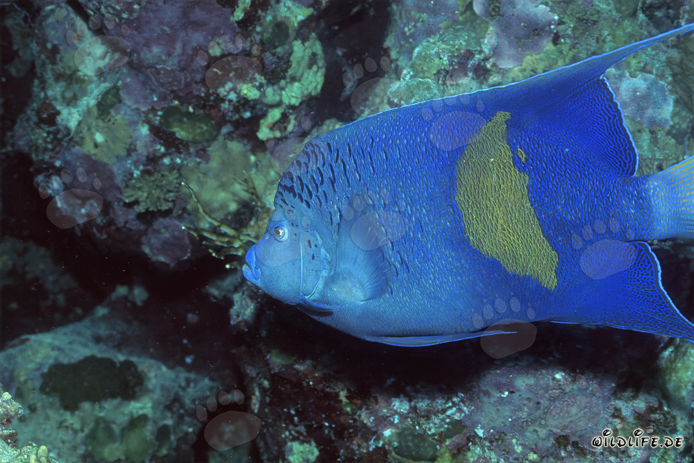 Arabischer Kaiserfisch