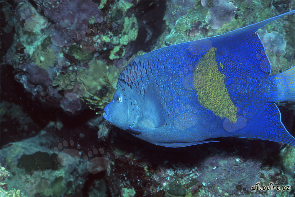 Maestoso pesce imperatore arabo sulla barriera corallina