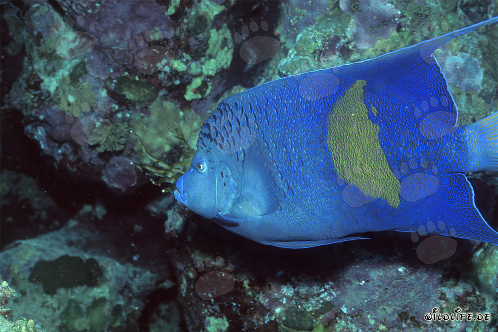 Majestuoso pez emperador árabe en el arrecife de coral