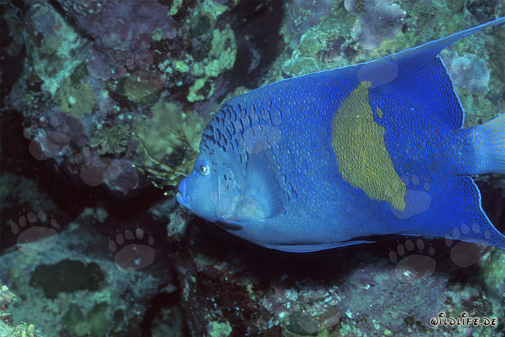 Poisson-empereur arabe majestueux sur le récif de corail