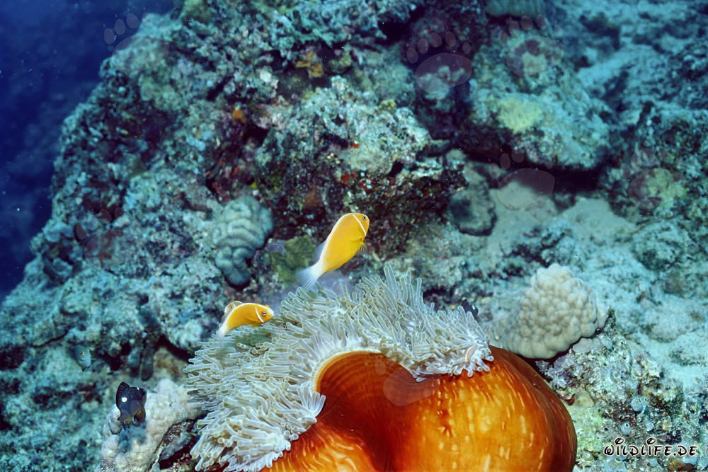 Rotmeer-Anemonenfisch
