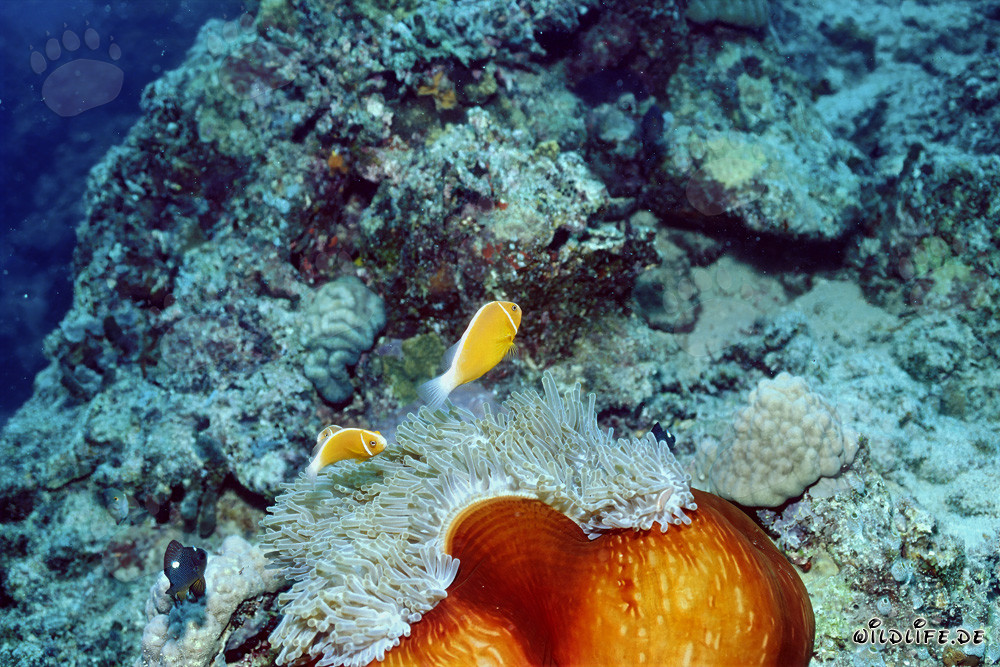 Affascinante pesce pagliaccio a colletto in mezzo a un'anemone colorata