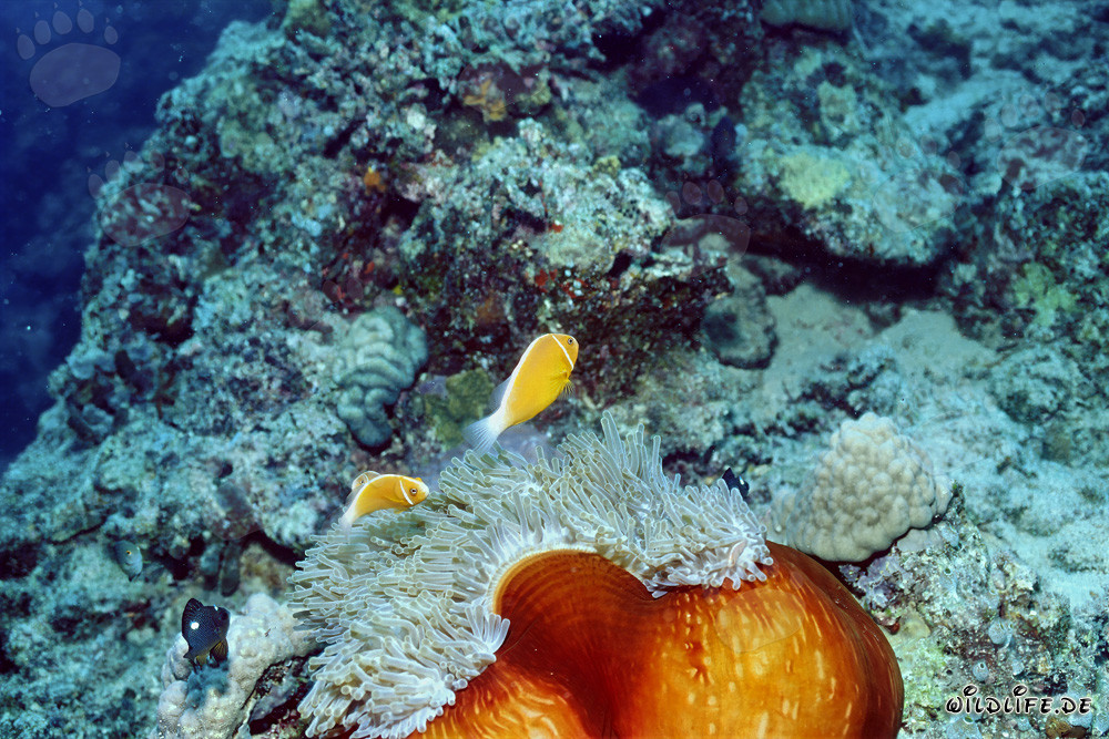Fascinating pink anemonefish surrounded by a colorful anemone