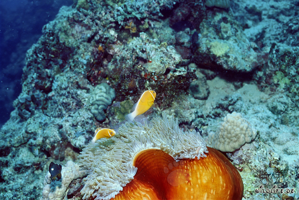 Fascinant poisson-clown à collier au milieu d'une anémone colorée
