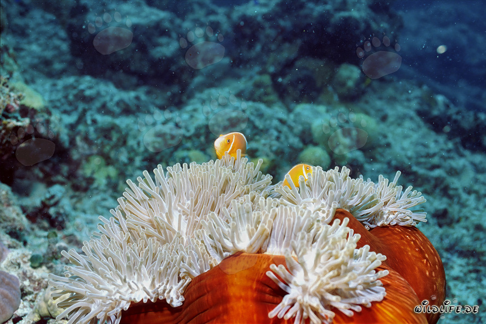Rotmeer-Anemonenfisch
