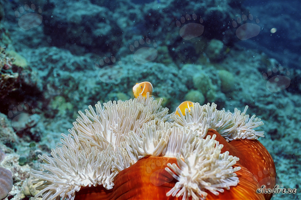 Affascinante pesce pagliaccio a collo in mezzo a un'anemone sulla scogliera del reef