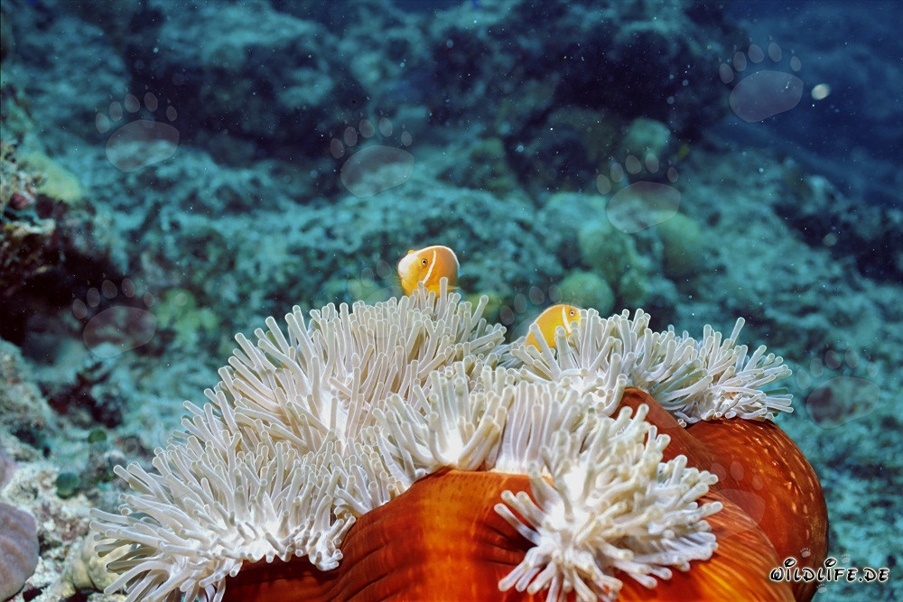 Fascinating pink anemonefish surrounded by an anemone on the reef slope