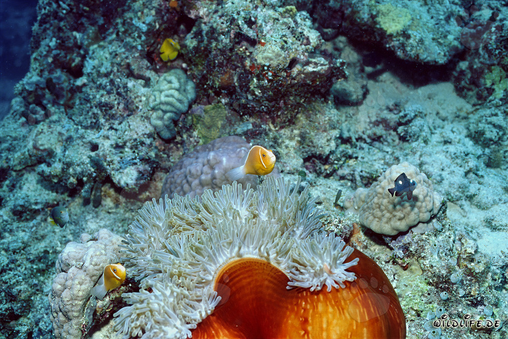 Poisson-clown à collier fascinant au milieu d'une anémone vivante