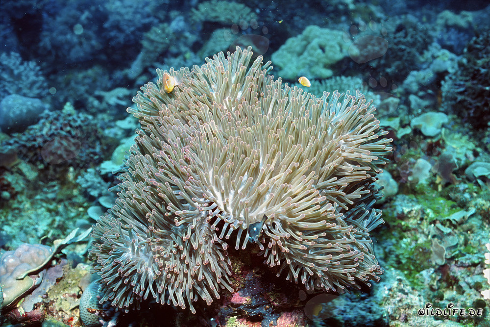 Rotmeer-Anemonenfisch