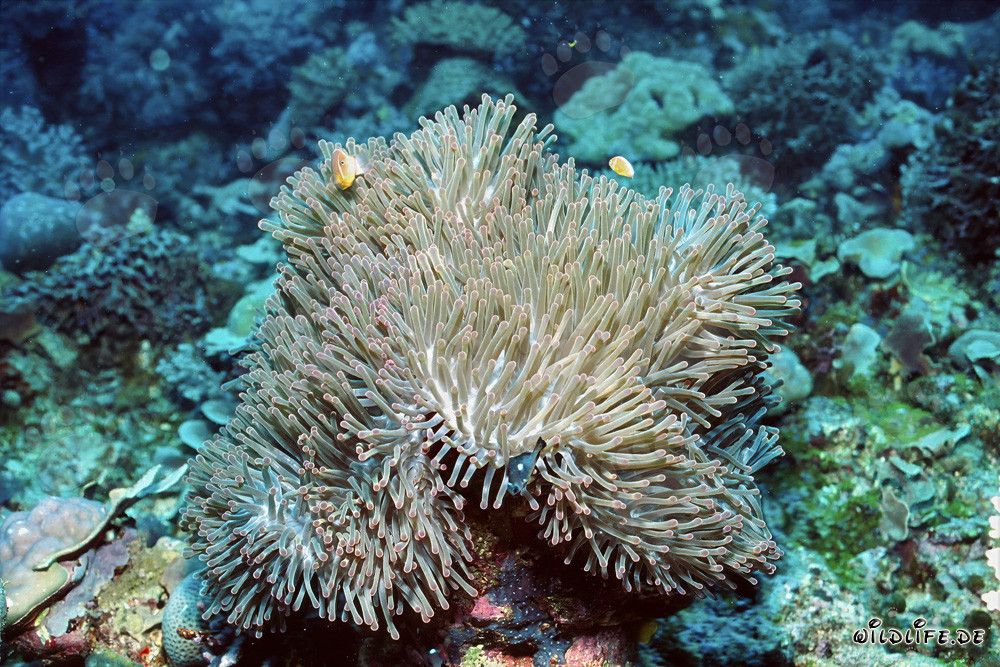 Pesce pagliaccio a collo nella anemone sulla parete rocciosa