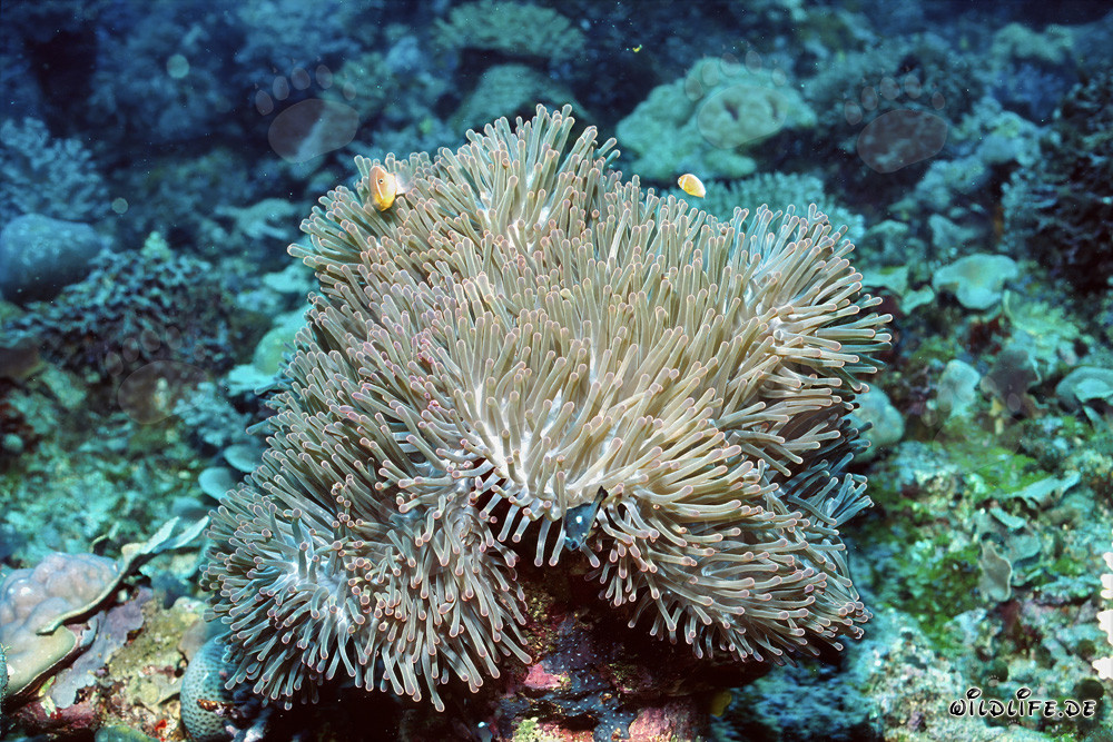 Pink anemonefish in the anemone at the drop off