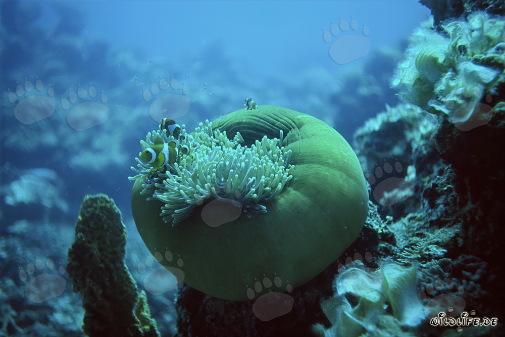 Fascinating Clownfish (Amphiprion ocellaris) with Anemone in the Ocean