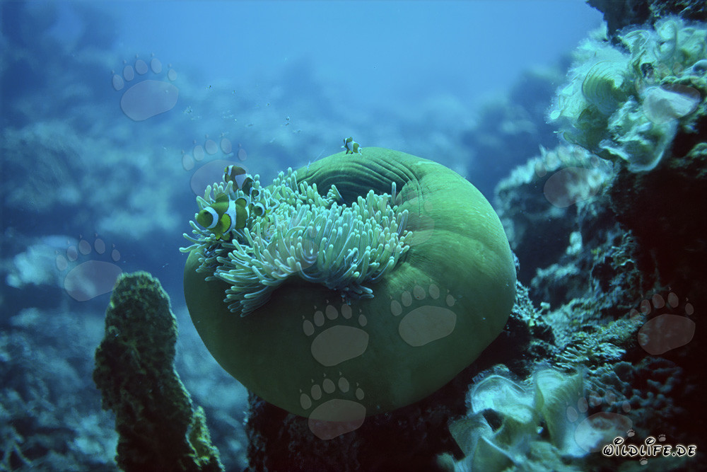 Poisson-clown occidental fascinant avec anémone dans l'océan